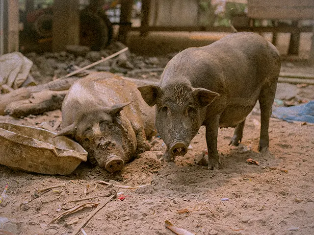 Chợ Xổm và câu chuyện về cái tên Nếp Xanh