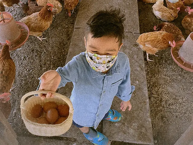 Nếp Xanh hoạt động như thế nào?