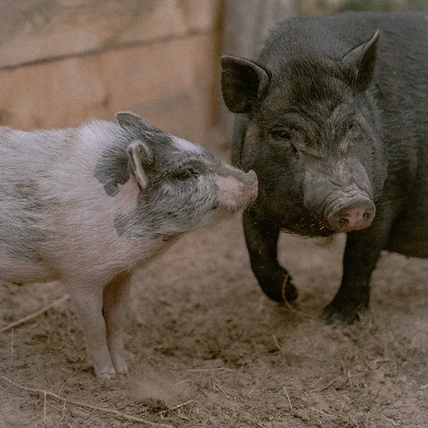 Giữ giống bản địa